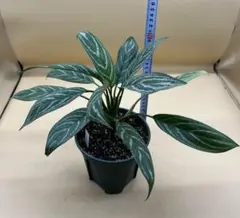 2025年最新】アグラオネマ リリアンの人気アイテム - メルカリ