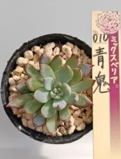 2026年最新】ミックスベリア 青鬼の人気アイテム - メルカリ