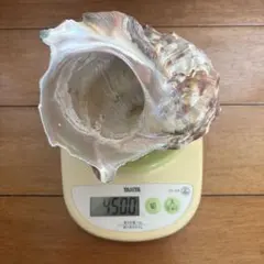 2026年最新】夜光貝蓋の人気アイテム - メルカリ