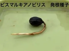 ヤシ　ビスマルキアノビリス　Bismarckia nobilis 発根種子10粒 ヤシ ビスマルキアノビリス Bismarckia nobilis 発根種子 5粒 - メルカリ
