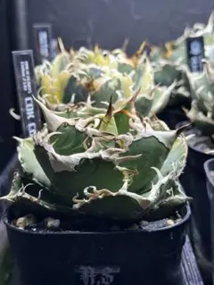 2025年最新】Cok アガベの人気アイテム - メルカリ