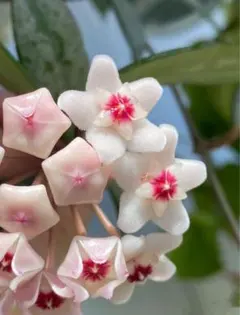 在庫ラスト　中苗　レア　ホヤ アルゲンティア プリンセス サクララン　美株 レア ホヤ アルゲンティア プリンセス サクララン 美株 小苗