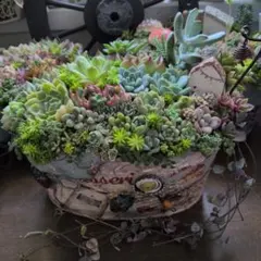 多肉植物寄せ植え そのまま飾れる 2つセット♡ - メルカリ