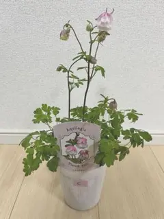 F9様 リクエスト 2点 まとめ商品