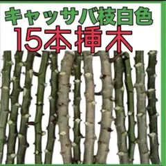 2025年最新】キャッサバの人気アイテム - メルカリ