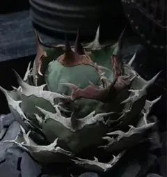 2025年最新】アガベ 犀牛の人気アイテム - メルカリ