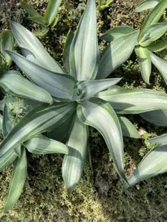 アガベ　クイックシルバー　子株10株前後まとめ売り アガベ デスメティアーナ クイックシルバー 子株 ① - メルカリ