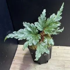 Begonia incisa 原種ベゴニア インキサ 熱帯植物 ベゴニア