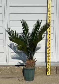 2.ソテツ蘇鉄 フラワー・ガーデニング ソテツ 蘇轍 鉢付き 全長 約50センチ