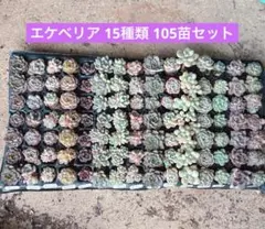 1.多肉植物　エケベリア15品種　105苗セット