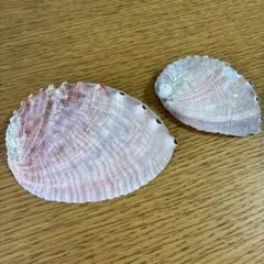 アワビの貝殻
