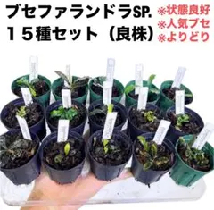 2025年最新】ブセファランドラ sp.の人気アイテム - メルカリ