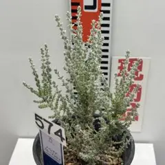 まえちゃん様 リクエスト 3点 まとめ商品