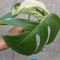 モンステラ　ホワイトタイガーのサムネイル
