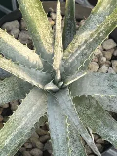 本物 米国輸入株 人気 ヘクチア ラナタ 雌株 Hechtia lanata ⑵ - メルカリ