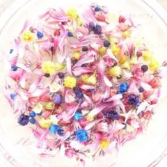 2026年最新】ソリダスター ドライフラワーの人気アイテム - メルカリ