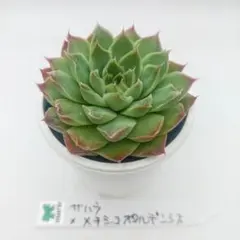 HDT54様 リクエスト 3点 まとめ商品