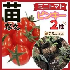 野菜苗】濃密ミニトマト「フラガール」苗2本☆7.5cmポット 農薬不使用