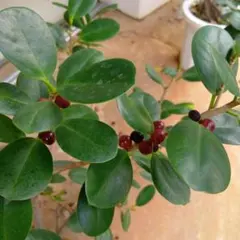 korekore1919様 リクエスト 2点 まとめ商品