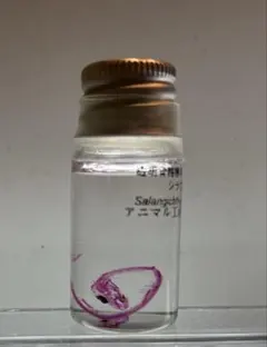 2026年最新】透明標本 魚の人気アイテム - メルカリ