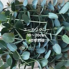 2026年最新】ユーカリ切り枝の人気アイテム - メルカリ