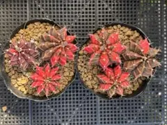 なお様専用ギムノカリキウム　緋牡丹錦　カキコのサムネイル