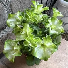 ペチュニア♡白妙♡万葉の美3.5号♡宅急便コンパクト - メルカリ