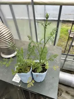 ちゃんみー様専用