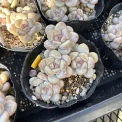 琴姫様 リクエスト 2点 まとめ商品