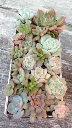 多肉植物　多肉植物寄せ植え　抜き苗　カット苗