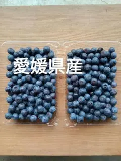 生ブルーベリー　500g　農薬不使用栽培　愛媛県産　農家直送　朝摘みのサムネイル