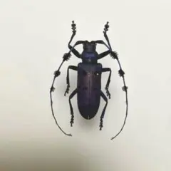 【50mm】ケラモドキカミキリ 大型 Hypocephalus 標本 50mm】ケラモドキカミキリ 大型 Hypocephalus 標本 - メルカリ
