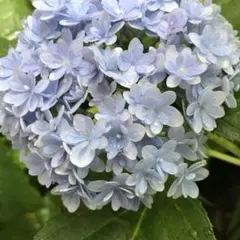 紫陽花カット枝5本 メルカリ便発送致します！ 紫陽花カット枝5本 メルカリ便発送致します！ - メルカリ