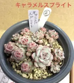 2026年最新】キャラメルスプライト 多肉の人気アイテム - メルカリ