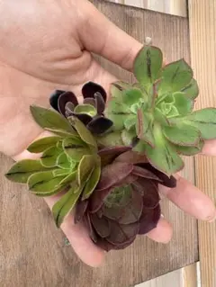 アエオニウムカット苗セット