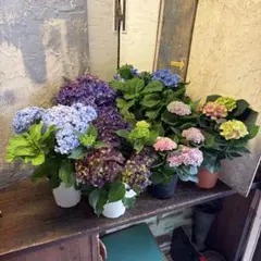 【特選】　アジサイ　5寸6種6鉢　紫陽花のサムネイル