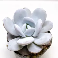 신속 배송 요금