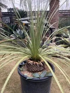 2025年最新】ダシリリオン ミキワネンシスの人気アイテム - メルカリ