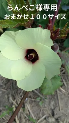 家庭菜園✳らんぺこ☆様専用✳小玉西瓜入り100サイズ