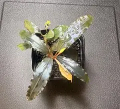 Bucephalandra sp.Emerald 中サイズ水上株 - メルカリ