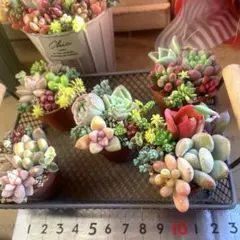 小さくてかわいい1寸鉢♡多肉植物寄せ植え♡そのまま飾れる♡