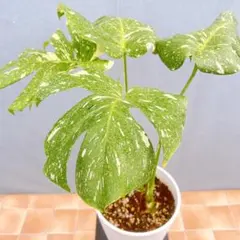 現品 モンステラ ホワイトモンスター 86番 希少 観葉植物 インテリア