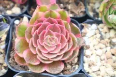 アエオニウム サラダボール 小苗 1苗 抜き苗 多肉植物 - メルカリ