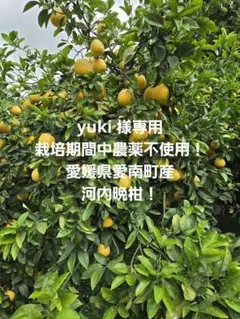 yuki  栽培期間中農薬不使用！愛媛県愛南町産　河内晩柑！ yuki 様専用 栽培期間中農薬不使用！愛媛県愛南町産 河内晩柑！ - メルカリ