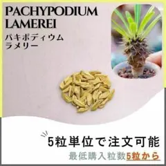 【種子】パキポディウム ラメリー /セット割あり 数量5粒から購入OK