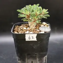 鉢付】91 ユーフォルビア ギラウミニアナ 塊根植物 コーデックス