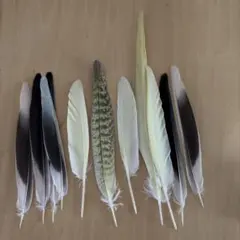 オカメインコ　羽根のサムネイル