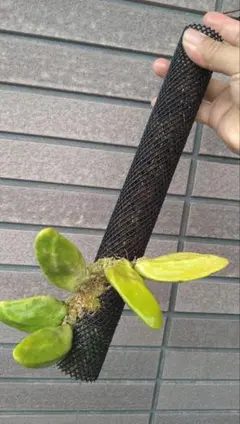 Dischidia major(Krabi, Thailand)ディスキディア - メルカリ