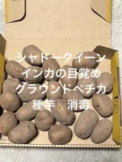 【江雄】種芋　グラウンドペチカ　インカの目覚め　各3kg 合計6kg 2026年最新】種芋 グラウンドペチカの人気アイテム - メルカリ