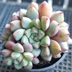 みどりんご様 リクエスト 3点 まとめ商品